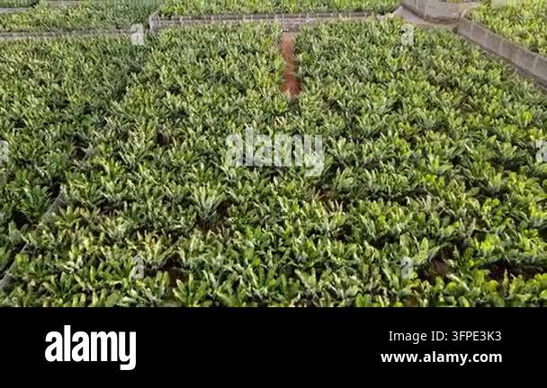 A drone tracks forward just above a single row of banana plants on ...