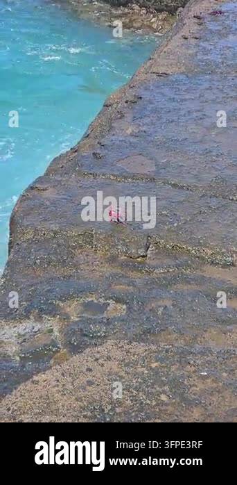 Shallow turquoise water slides over a submerged lava ramp with crabs on ...