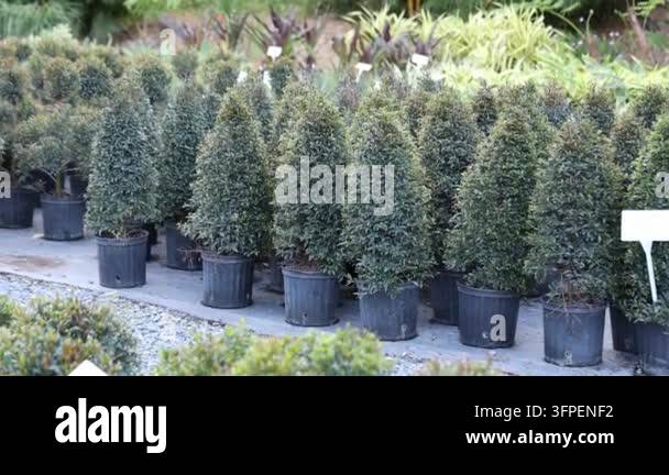 Rows of potted green plants and trees are displayed in a nursery or ...