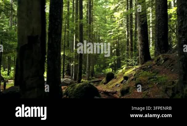 Tall trees growing in lush green forest Stock Video Footage - Alamy