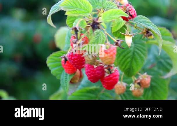 Pink Raspeberries An abundance of ripe and unripe red raspberries on a branch with lush ...