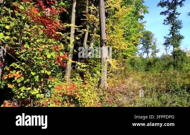 Vibrant autumn forest with colorful red, yellow, and green foliage on ...