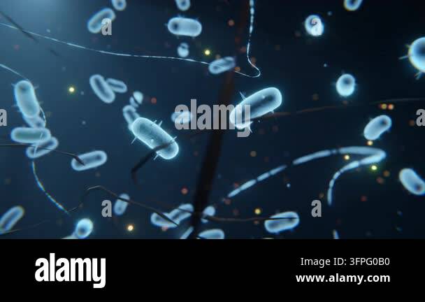 Microscopic animation of bacilli bacteria floating in a liquid ...