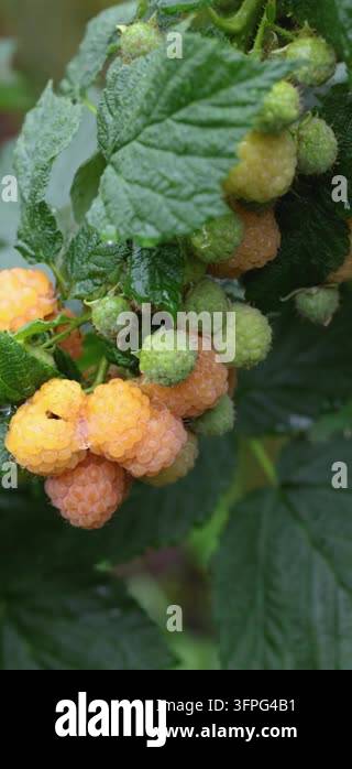 Water Drop Raspberry Close up of a raspberry bush with ripe yellow berries and unripe green ...
