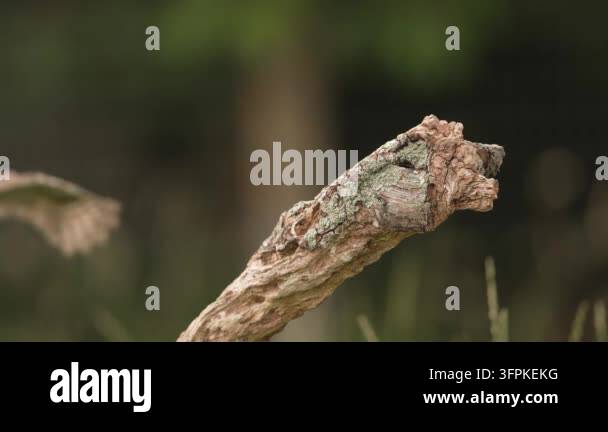 Similar Insects Camouflaged insect resting on a twig in a natural green environment ...