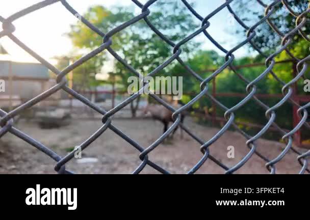 View through a chain-link fence with greenery and an animal visible in ...