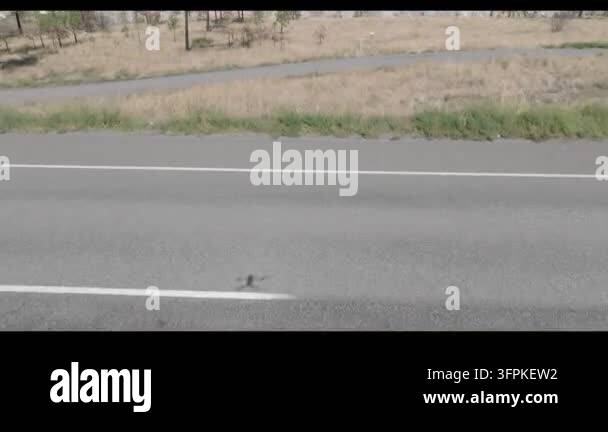 Similar Insects Small insect crawling on a gray asphalt road near dry grassland Stock ...