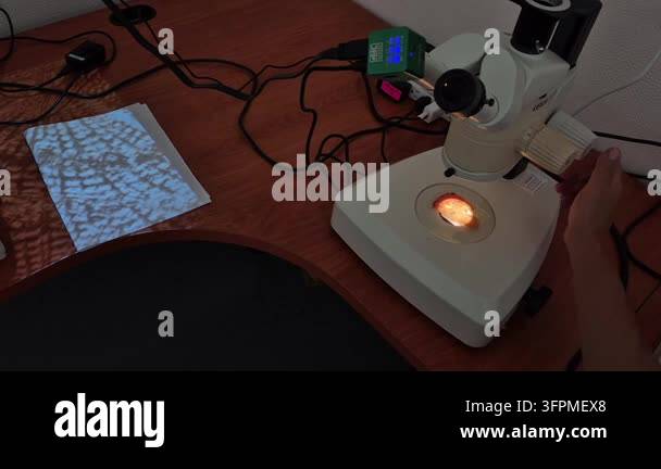 Researcher adjusts a stereo microscope fitted with a digital camera ...