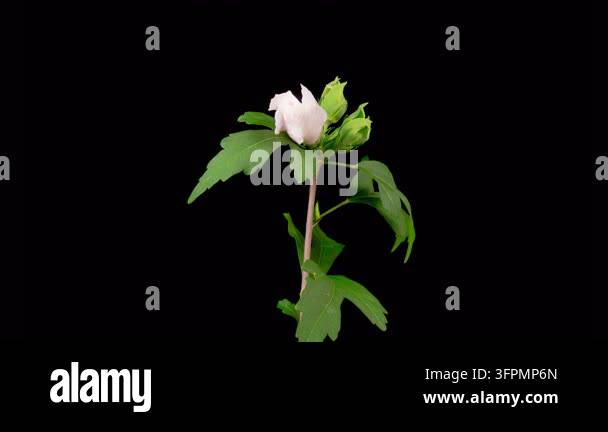 Similar Insects Hibiscus Blossoms. Opening Beautiful White Hibiscus Flowers with ...