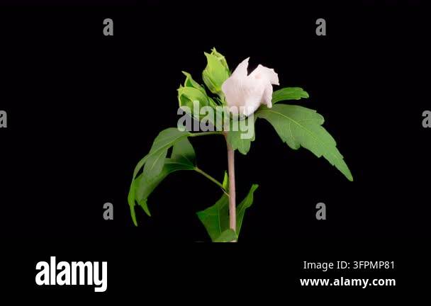 Similar Insects Hibiscus Blossoms. Opening Beautiful White Hibiscus Flowers with ...
