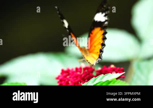 Similar Insects A colorful butterfly resting on a green leaf in a lush garden ...