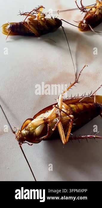 Several cockroaches lie overturned on the ground while another ...