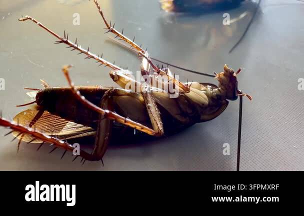 Several cockroaches lie overturned on the ground while another ...