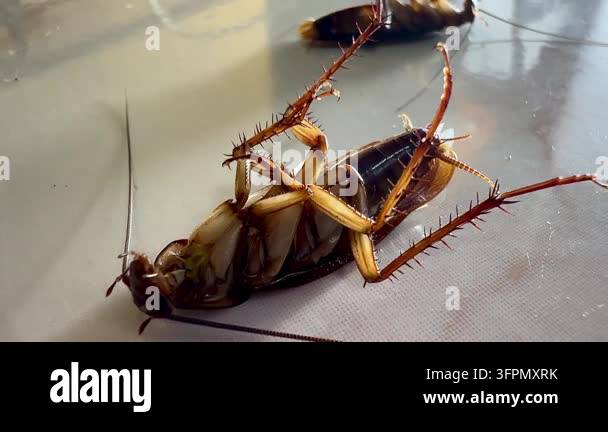 Similar Insects Several cockroaches lie overturned on the ground while another ...