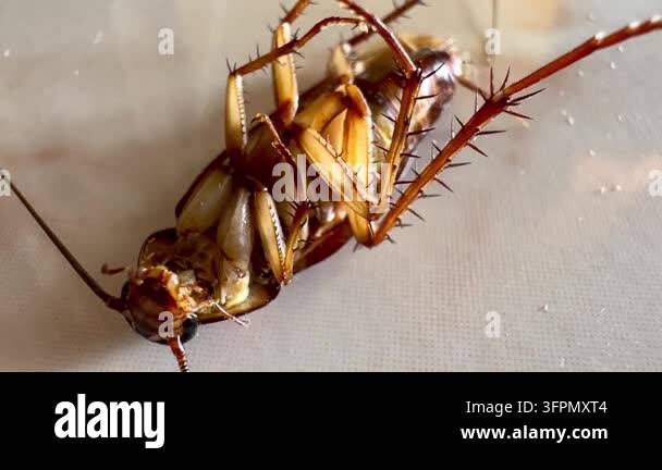 Similar Insects Several cockroaches lie overturned on the ground while another ...