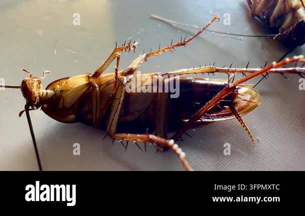 Several cockroaches lie overturned on the ground while another ...