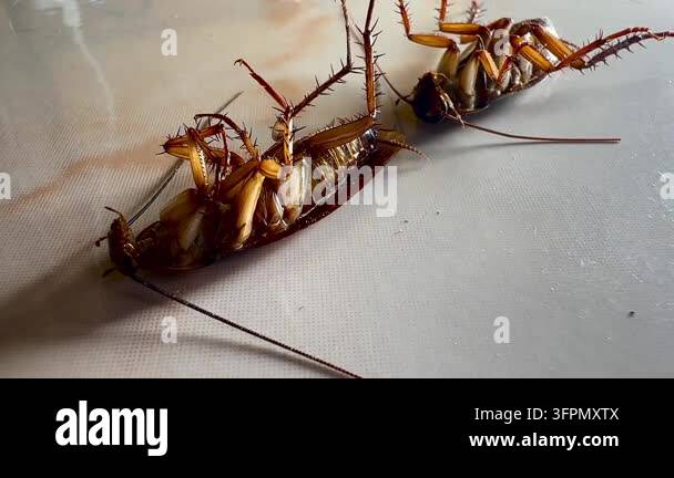 Several cockroaches lie overturned on the ground while another ...