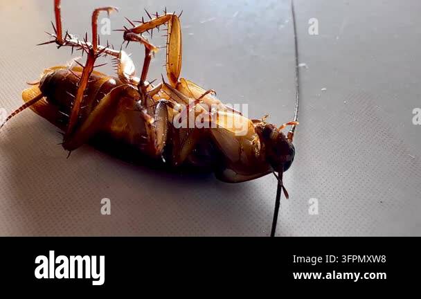 Several cockroaches lie overturned on the ground while another ...