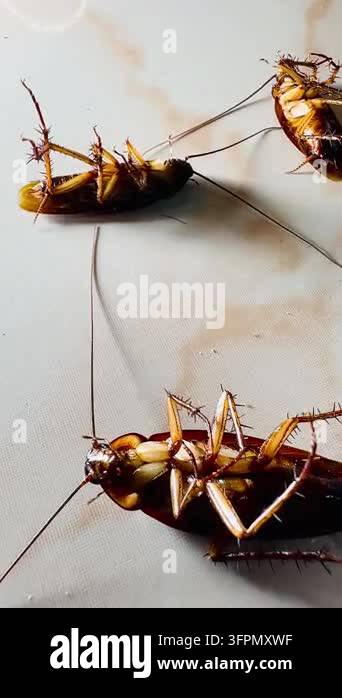 Several cockroaches lie overturned on the ground while another ...