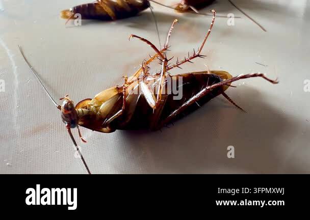 Several cockroaches lie overturned on the ground while another ...