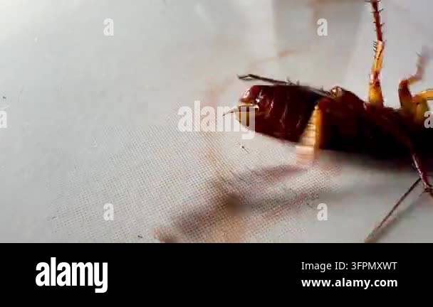 Several cockroaches lie overturned on the ground while another ...