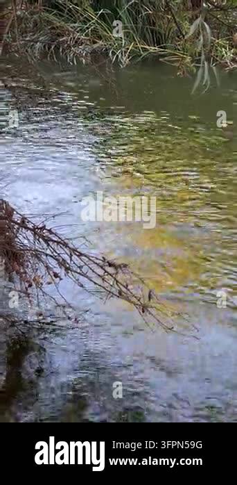 Water Tree Calm stream water flows beneath overhanging tree branches, creating ...