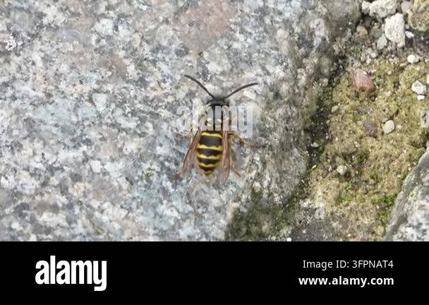 Similar Insects Dangerous yellow and black stinging insect crawling on a gray granite ...