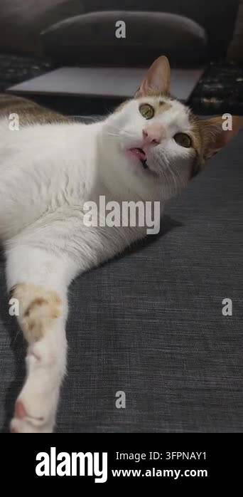 Domestic cat yawning widely while relaxing on a sofa at home, showing ...