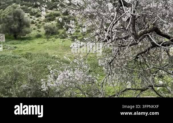 Spring Tree Hd Blooming almond tree on the slopes of Mount Gilboa in Israel in spring ...