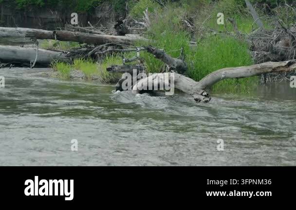 Water Tree Fallen tree branch partially submerged in water Stock Video Footage - Alamy