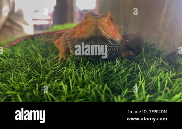 Central bearded dragon, Pogona vitticeps, resting on green artificial ...