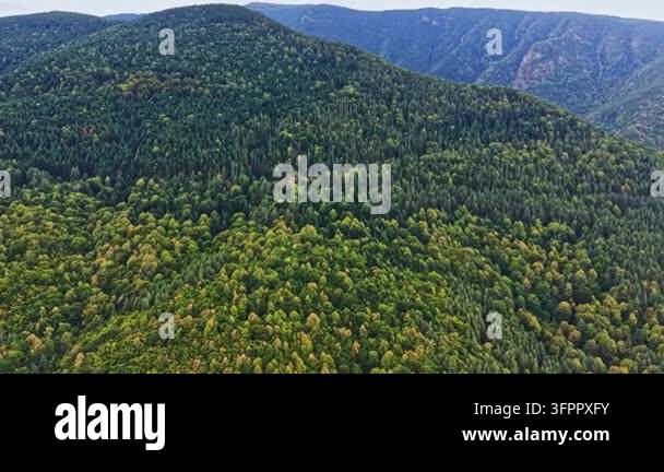 Large Area A large area of trees covers the hills in a forest setting. The ...