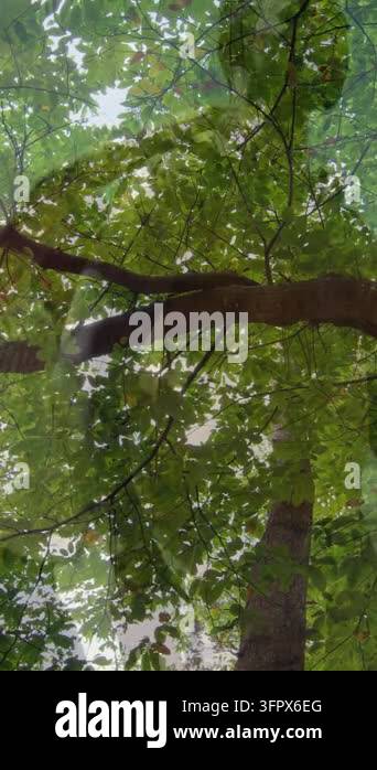 Vertical video: Camera tilt showing tree canopy, glass ghosting of two ...
