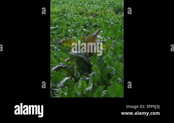 A farm field shows rows of green plants with some beet greens standing ...