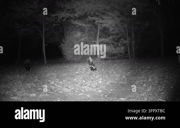 Infrared night vision captures a raccoon displaying assertive behavior ...