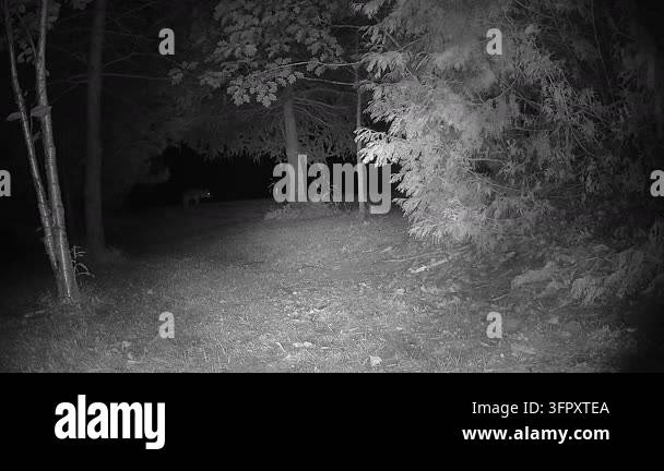 A distant wild coyote with reflective eyes approaches a food source in ...