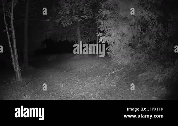 A wild female coyote visits a nighttime food source, urinates nearby as ...