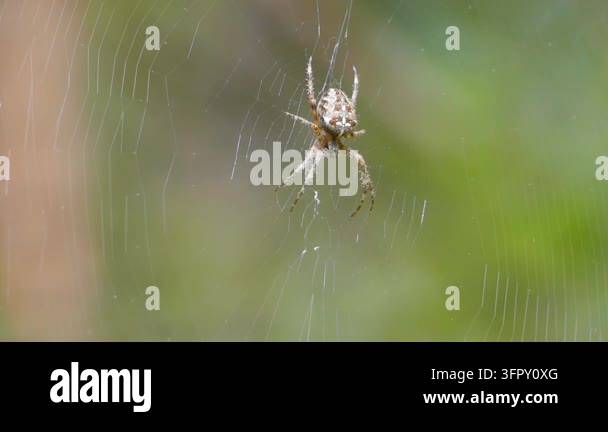 Spider hanging on delicate web against blurred green background Stock ...
