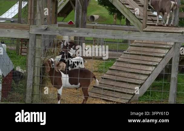 Goats in a zoo enclosure eating and climbing wooden stairs, displaying ...