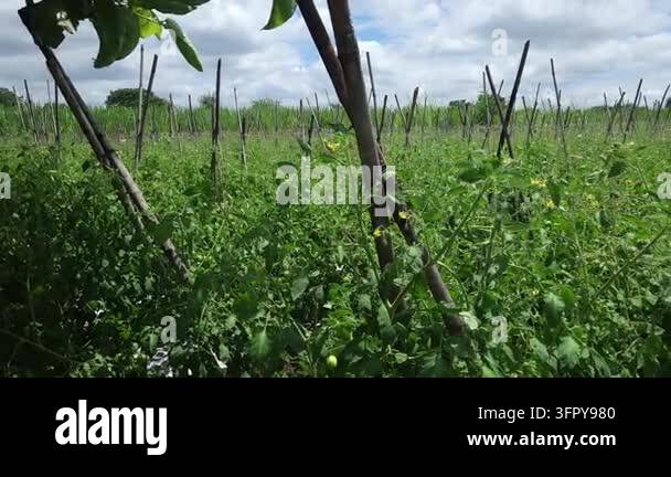 Crossed bamboo trellis structures rise above a vast green tomato field ...
