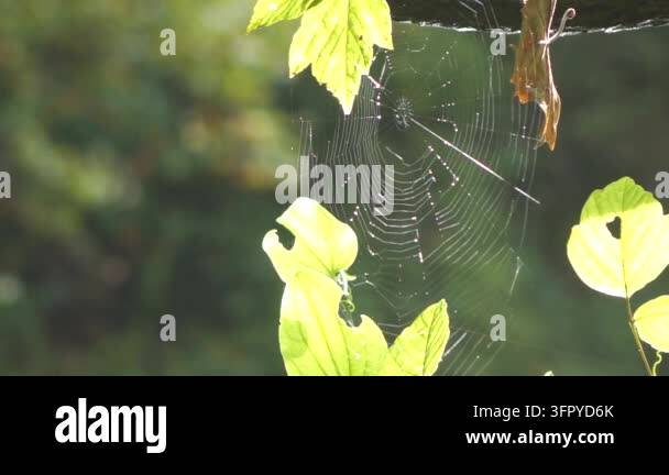 Green leaves near spider web outdoors Stock Video Footage - Alamy