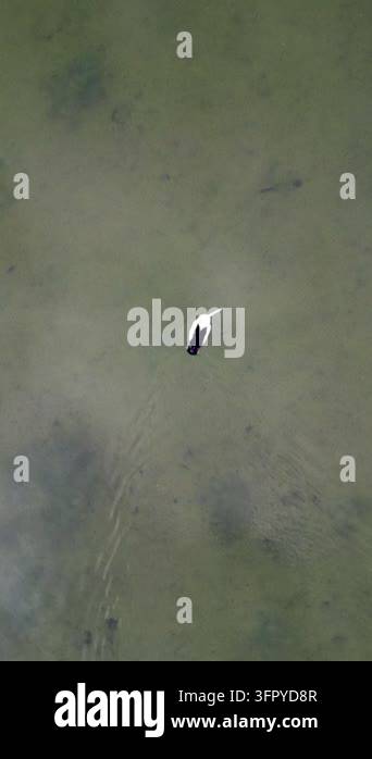 Aerial view of a single pelican swimming in calm, shallow water ...