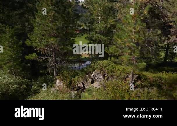 Lateral tracking move through sunlit stone pine forest and undergrowth ...