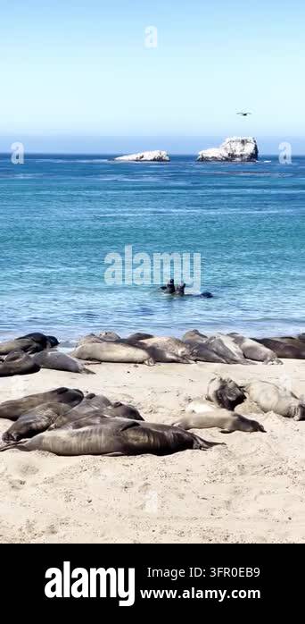Elephant seals rest on a beach beside the ocean. Two animals raise ...