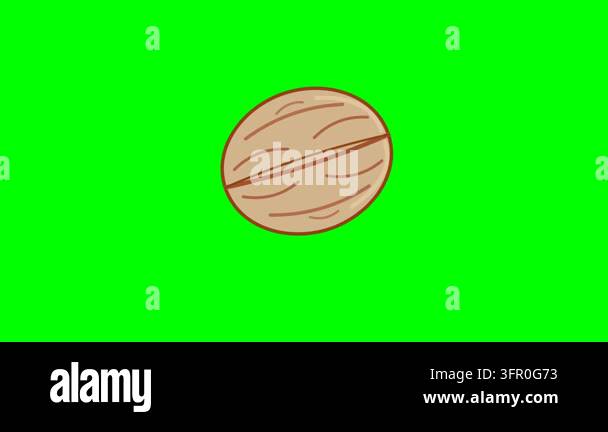 2D Flat Icon Motion Graphic of a Detailed Brown Walnut Rolling Smoothly ...