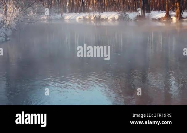 Swan pair feeding misty river water, snowy forest banks. Steam rising ...