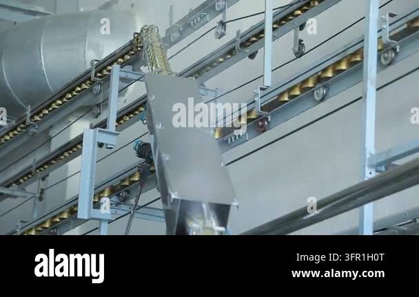 Overhead conveyor moving empty tin cans food factory ceiling. Metal ...