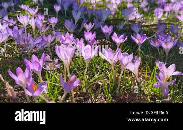 Spring Green Pack A cluster of purple and white crocus flowers sways gently in sunlight ...