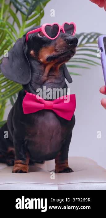 A black and tan dachshund dog in pink heart shaped glasses and a bow ...
