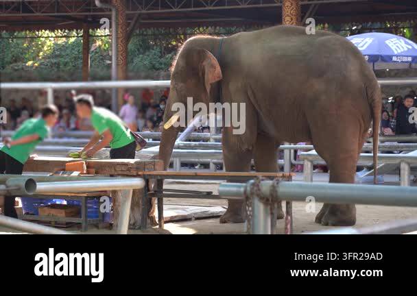 4K Zoo Protected Elephant Stock Video Footage - Alamy